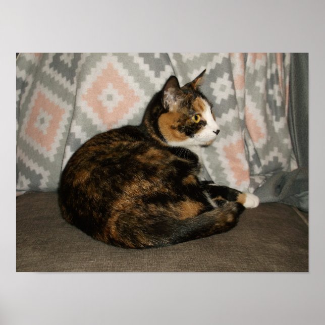 Callie Katze auf Sofa Poster (Vorne)