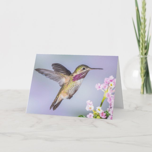 Calliope Hummingbird Fliegen im Lila Beileid Karte (Vorderseite)