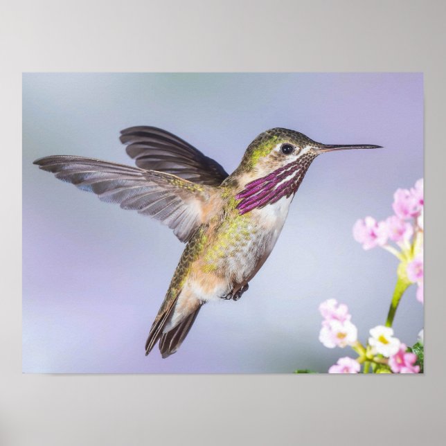 Calliope Hummingbird Fliegen in Lila & rosa Poster (Vorne)