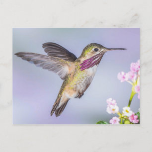 Calliope Hummingbird Fliegen in Lila & rosa Postkarte