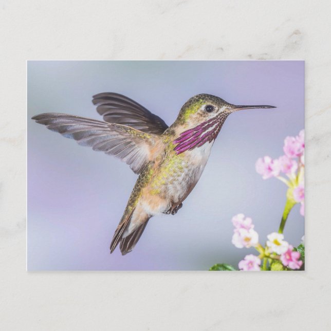Calliope Hummingbird Fliegen in Lila & rosa Postkarte (Vorderseite)