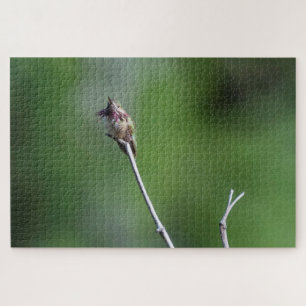 Calliope Hummingbird Puzzle