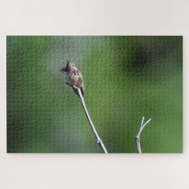 Calliope Hummingbird Puzzle (Horizontal)