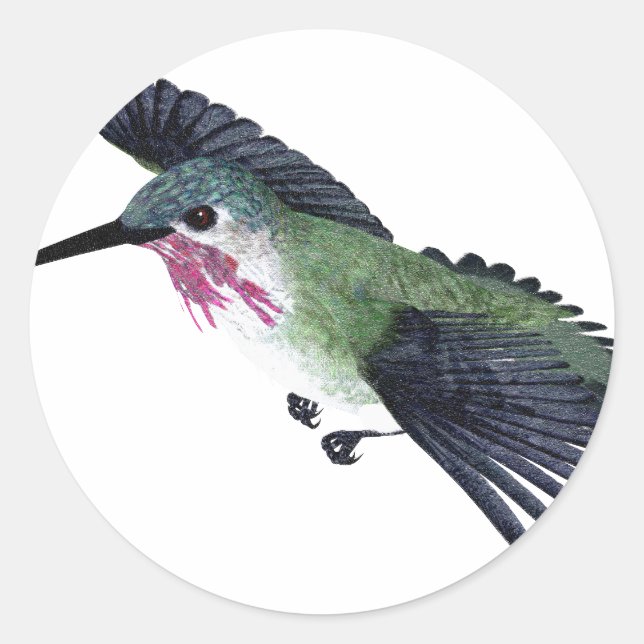 Calliope Hummingbird Runder Aufkleber (Vorderseite)