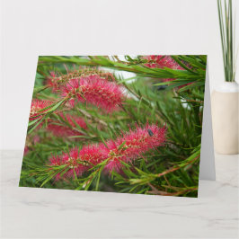 Callistemon Karte