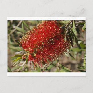 CALLISTEMON RED BOTTLE BRUSH TREE BLUME AUSTRALIEN POSTKARTE