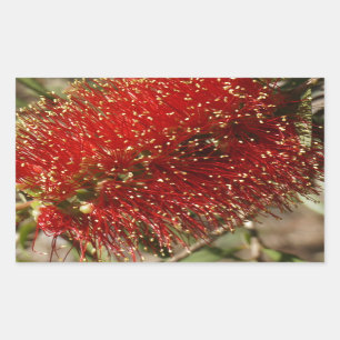 CALLISTEMON ROTE FLASCHEN-BÜRSTEN-BAUM-BLUME RECHTECKIGER AUFKLEBER