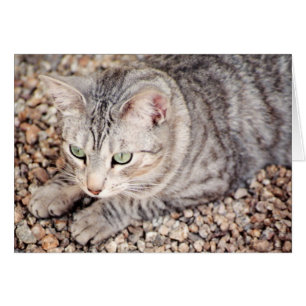 Callisto, silberne Tabbyrettung