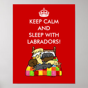 Calm Labradors behalten Poster