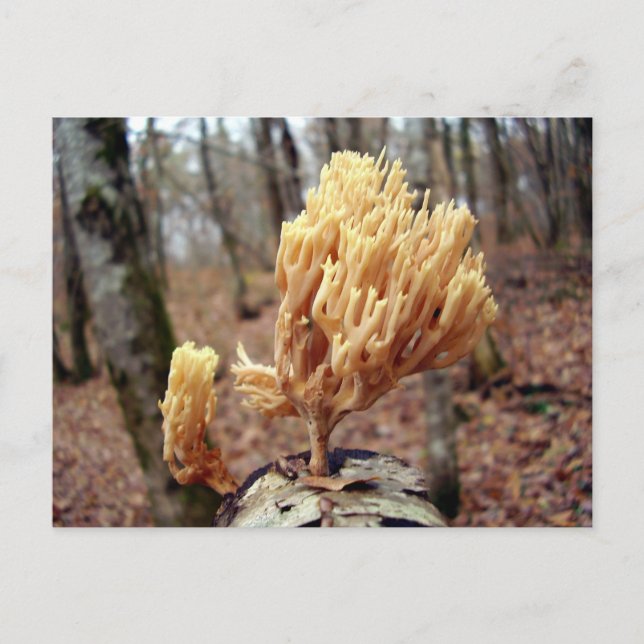 Calocera Viskosa Postkarte (Vorderseite)