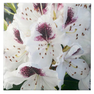Calsap Rhododendrons Fliese