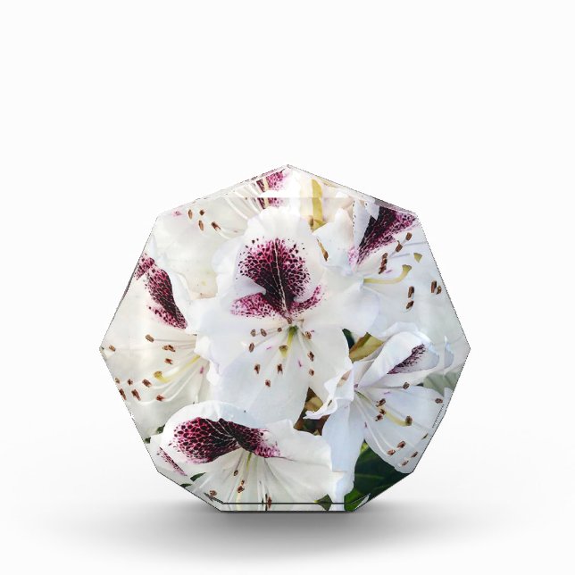 Calsap Rhododendrons Fotoblock (Vorderseite)