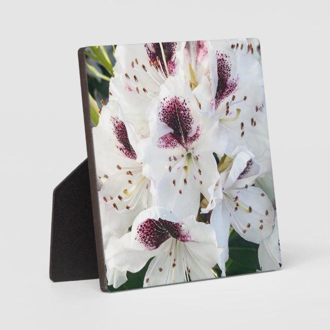 Calsap Rhododendrons Fotoplatte (Vorderseite)