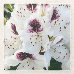 Calsap Rhododendrons Glasuntersetzer