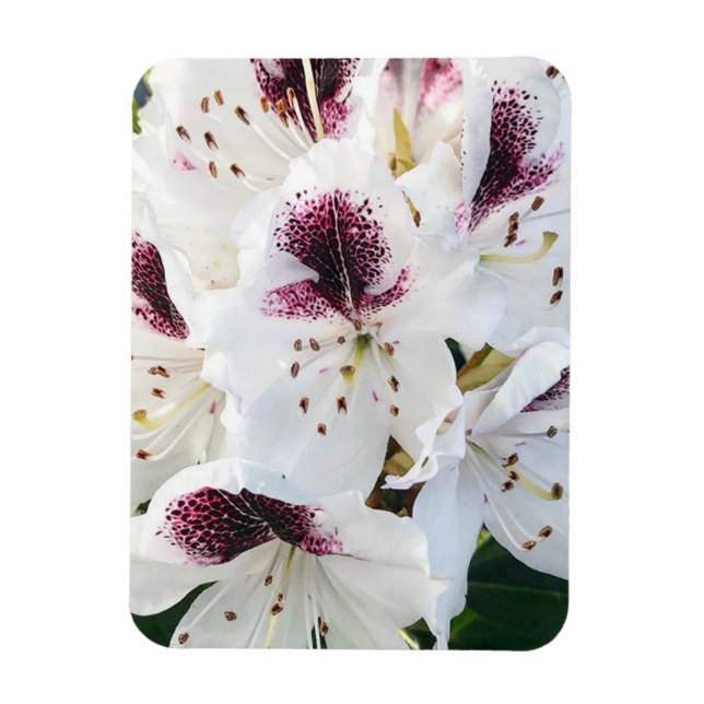 Calsap Rhododendrons Magnet (Vertikal)