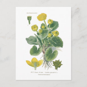 Caltha palustris (Marsh marigold) Postkarte