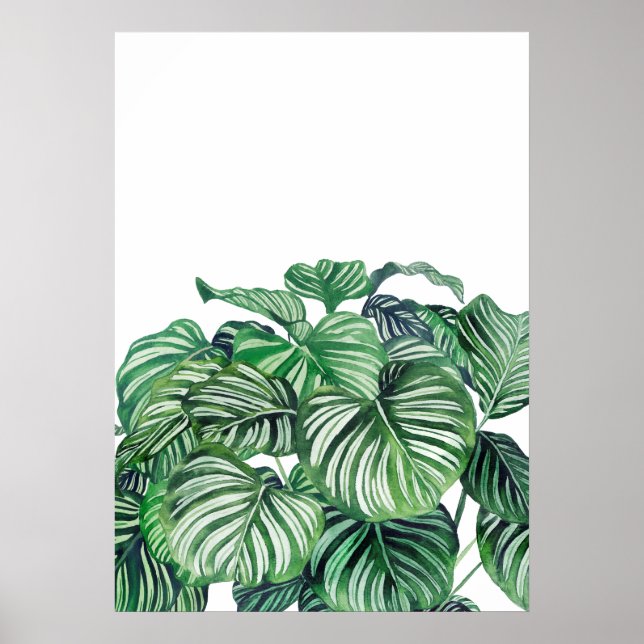 Calthea Orbifolia Poster (Vorne)