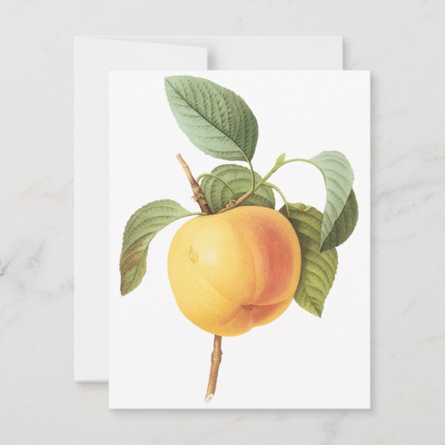 Calville Apple von Pierre Redoute Einladung (Vorderseite)