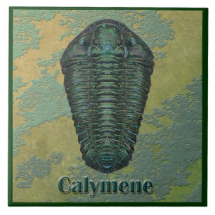 Calymene Niagarensis Fossil Trilobit Fliese