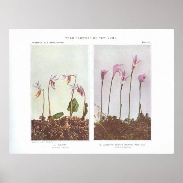 Calypso - Cytherea bulbosa Poster (Vorne)