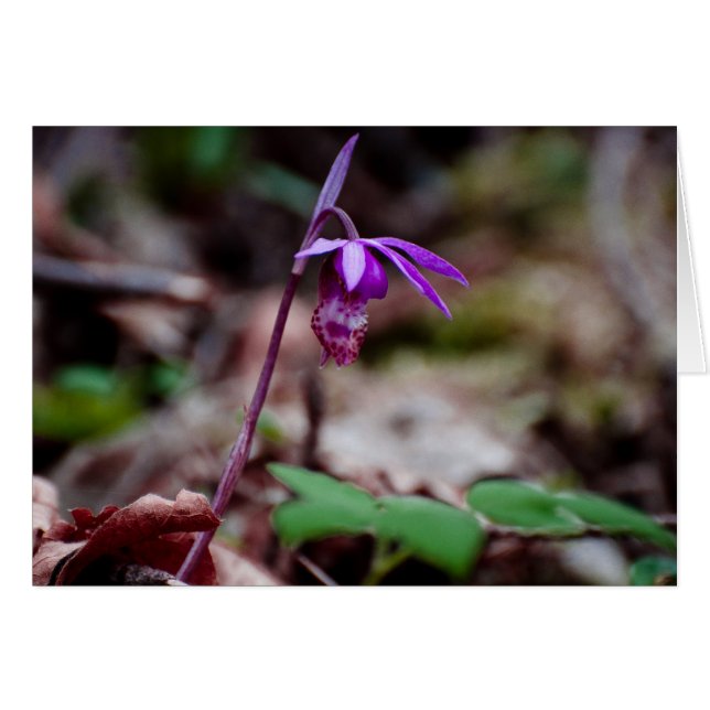 Calypso Orchid (Vorderseite (Horizontal))