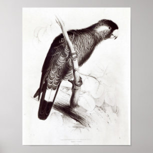 Calyptorhynchus Baudinii oder Baudins Cockatoo Poster