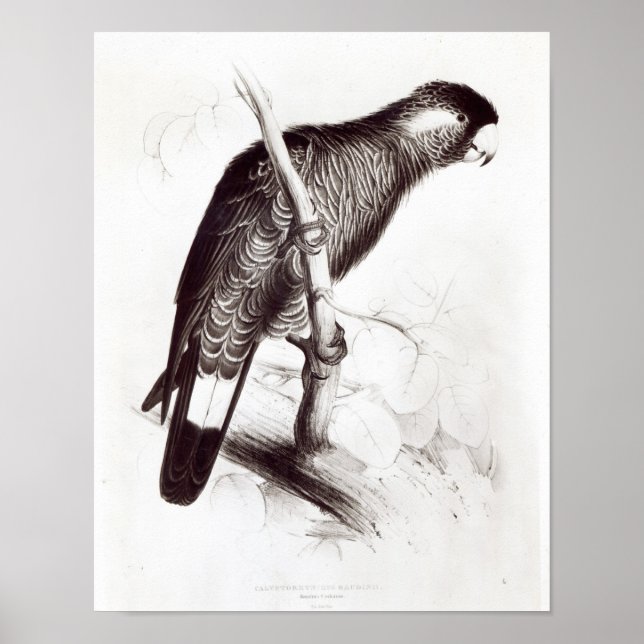 Calyptorhynchus Baudinii oder Baudins Cockatoo Poster (Vorne)