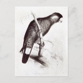 Calyptorhynchus Baudinii oder Baudins Cockatoo Postkarte