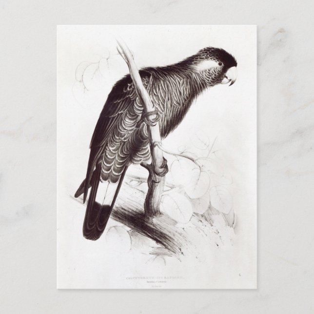 Calyptorhynchus Baudinii oder Baudins Cockatoo Postkarte (Vorderseite)