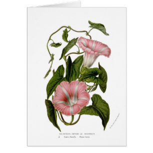 Calystegia sepium Sorten incarnata