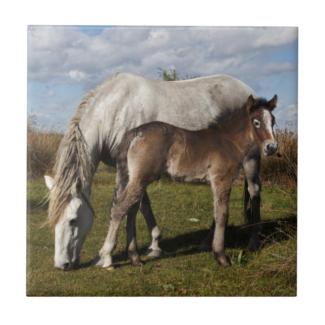 Camargue-Fohlen mit Mutter Fliese (Vorderseite)