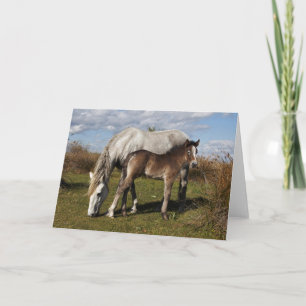 Camargue-Fohlen mit Mutter Karte