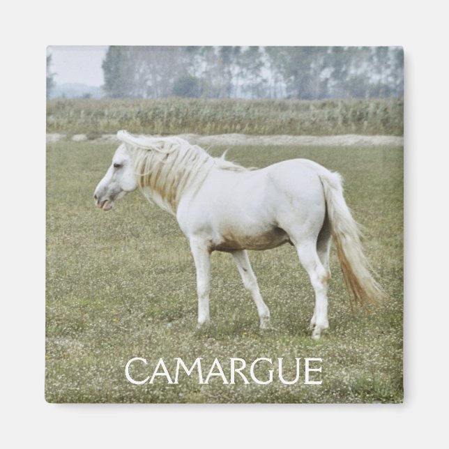 Camargue-Hengstmagnet Magnet (Vorne)