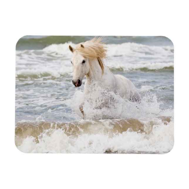 Camargue Horn im Surf Magnet (Horizontal)