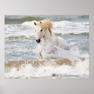 Camargue Horn im Surf Poster