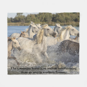 Camargue Horse Alte Rasse Frankreich Reittier Fleecedecke