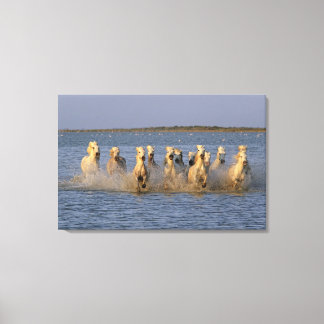 Camargue Horse (Equus caballus) Leinwanddruck
