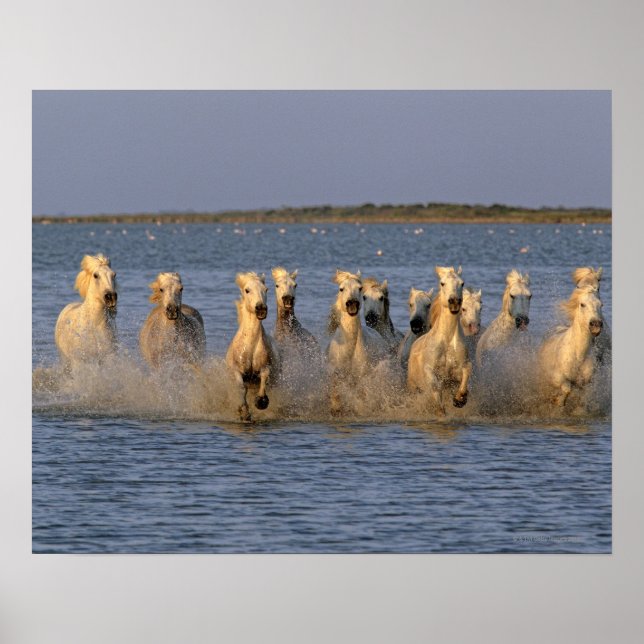 Camargue Horse (Equus caballus) Poster (Vorne)
