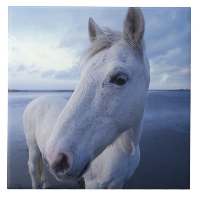 Camargue Horse Fliese (Vorderseite)
