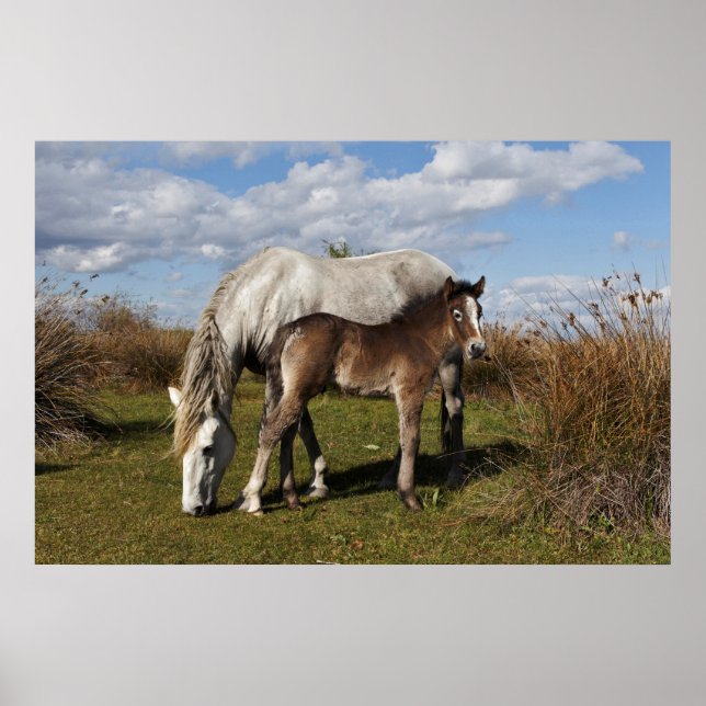 Camargue Horse Foal mit Mutter Poster (Vorne)