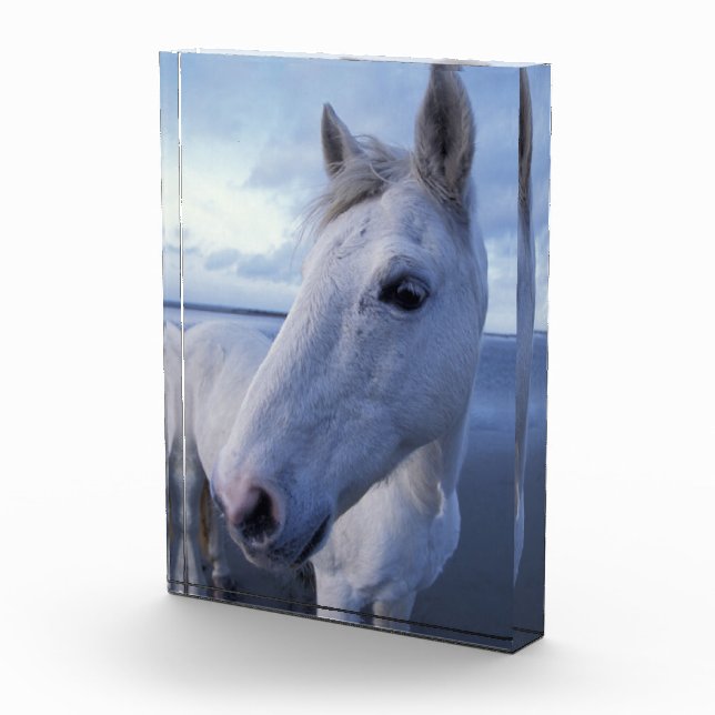 Camargue Horse Fotoblock (Rechts)