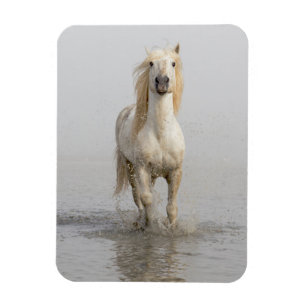 Camargue Horse im Wasser Magnet