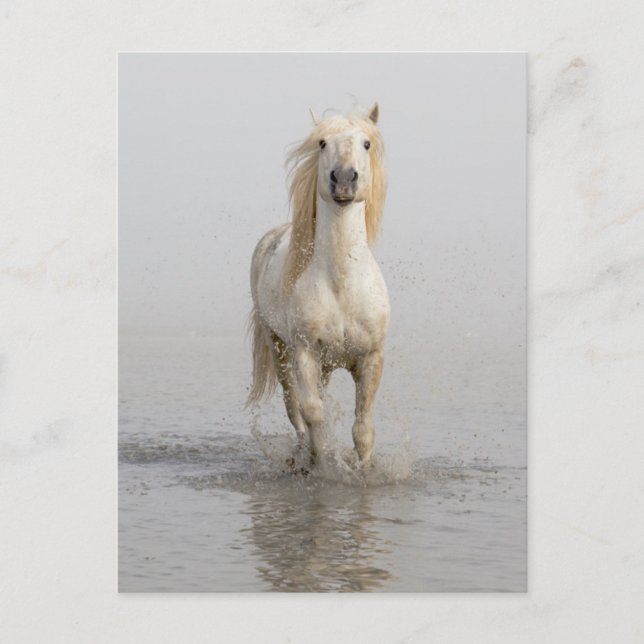 Camargue Horse im Wasser Postkarte (Vorderseite)