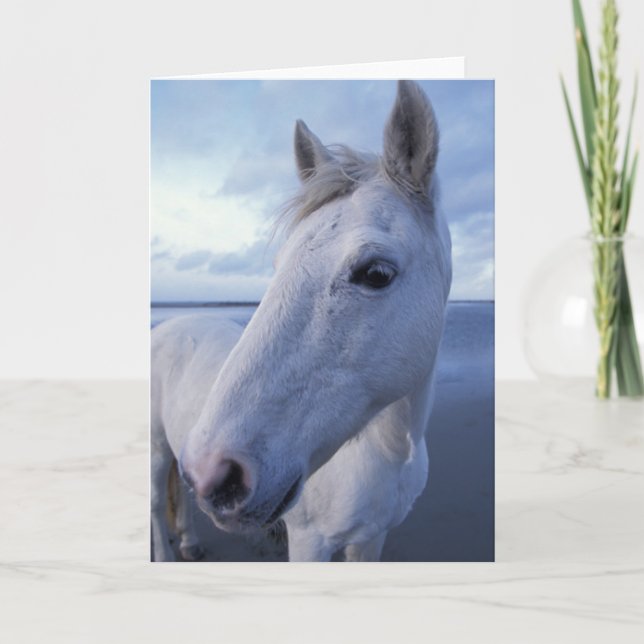 Camargue Horse Karte (Vorderseite)