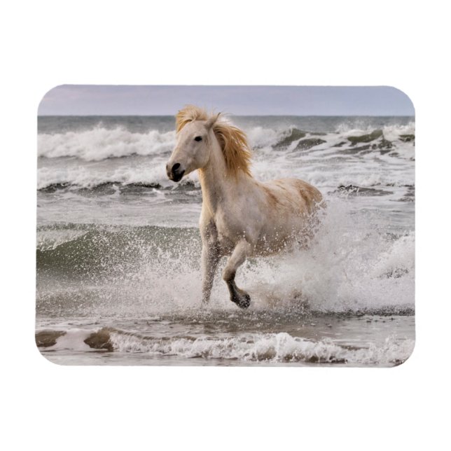 Camargue Horse läuft aus dem Surf Magnet (Horizontal)