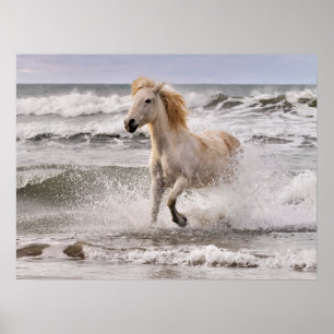 Camargue Horse läuft aus dem Surf Poster
