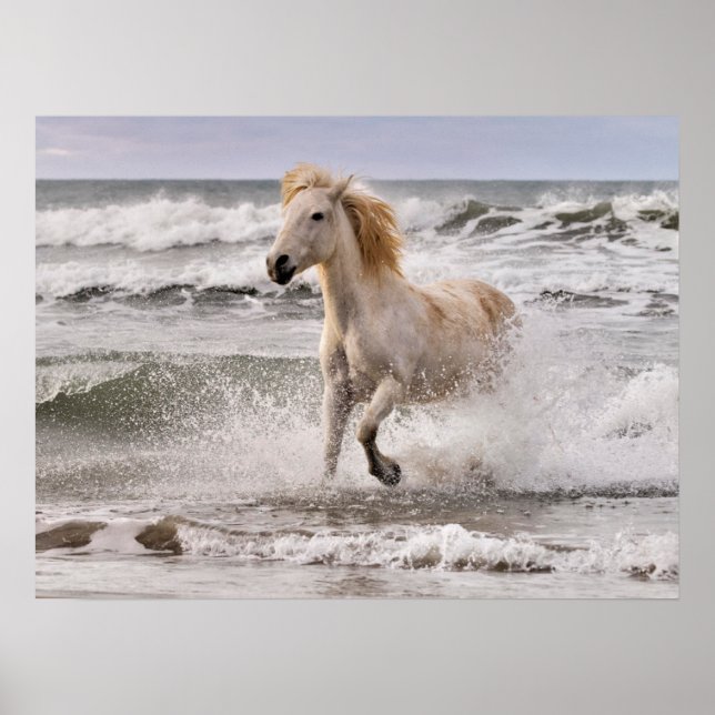 Camargue Horse läuft aus dem Surf Poster (Vorne)