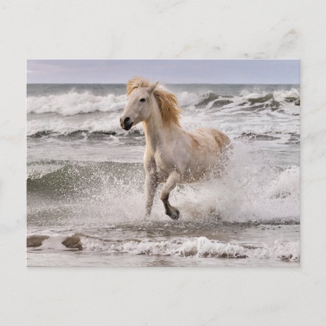 Camargue Horse läuft aus dem Surf Postkarte (Vorderseite)