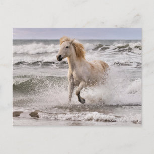 Camargue Horse läuft aus dem Surf Postkarte