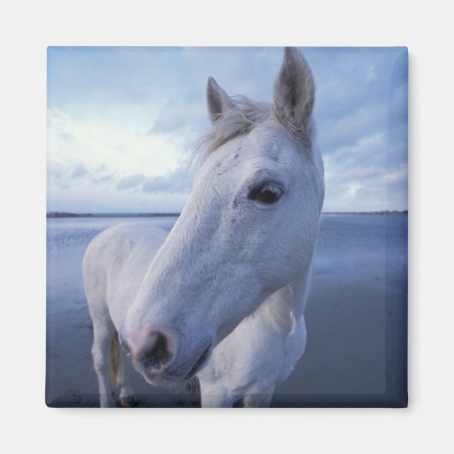 Camargue Horse Magnet (Vorne)